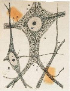 «Descubriendo a Cajal», de Belén Yuste y Sonnia L. Rivas-Caballero