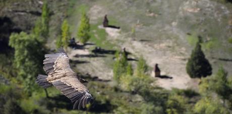 Burgos: Historia, cultura, vino y gastronomía