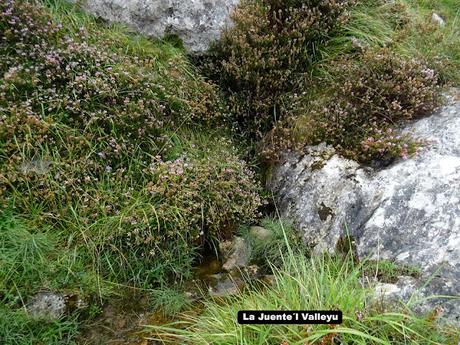 Inguanzo-El Sedu-Ternás-La Canal-El Cuetón-Ostandi