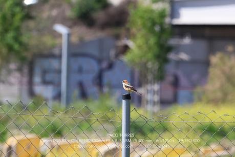 Alcaudón común en La Catalana
