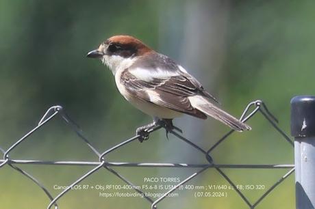 Alcaudón común en La Catalana