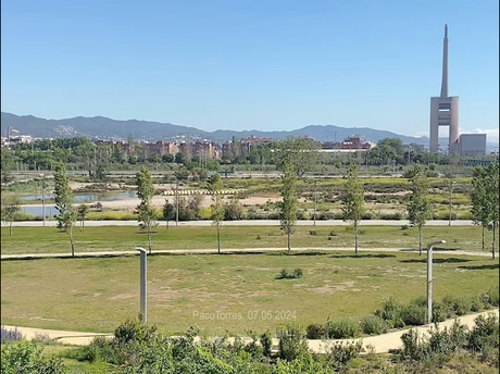 Alcaudón común en La Catalana