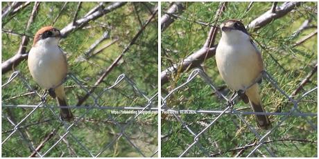 Alcaudón común en La Catalana