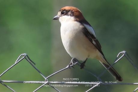 Alcaudón común en La Catalana