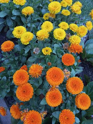 Introducción a la ecografía en Atención Primaria. Introduction to Primary Care Ultrasound. 初级保健超声波简介 Introducción a la ecografía en Atención Primaria. Introduction to Primary Care Ultrasound. 初级保健超声波简介