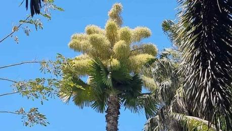 Por primera vez florece una palma Talipot en México