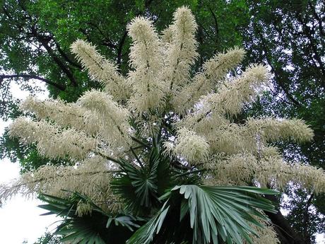 Por primera vez florece una palma Talipot en México