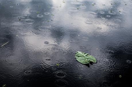 Magua de lluvia