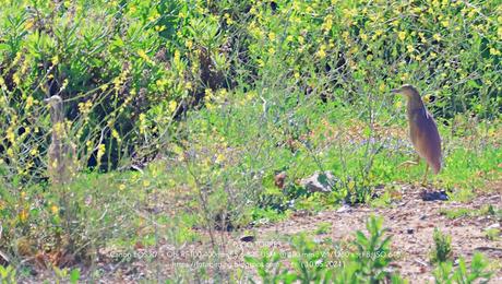 Dos cangrejeras en La Catalana