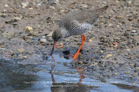 Archibebe común atrapando una lombriz