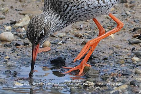 Archibebe común atrapando una lombriz