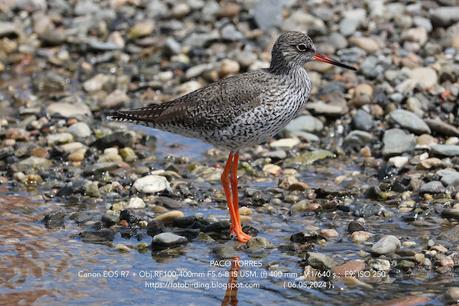 Archibebe común atrapando una lombriz