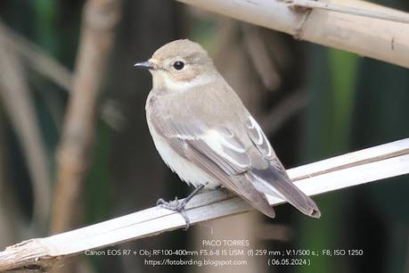 Papamoscas cerrojillo