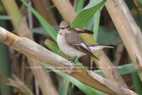 Papamoscas cerrojillo