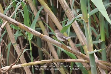 Papamoscas cerrojillo