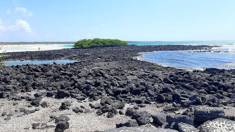 GALÁPAGOS: EN LA ISLA DE SANTA CRUZ GALÁPAGOS: EN LA ISLA DE SANTA CRUZ
