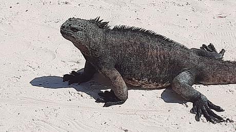 GALÁPAGOS: EN LA ISLA DE SANTA CRUZ