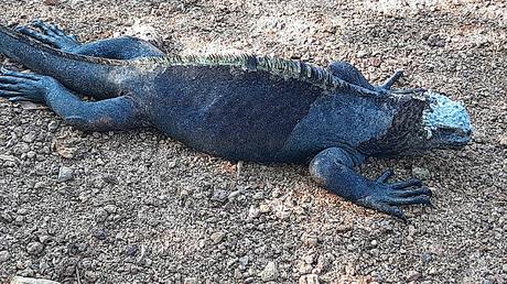 GALÁPAGOS: EN LA ISLA DE SANTA CRUZ