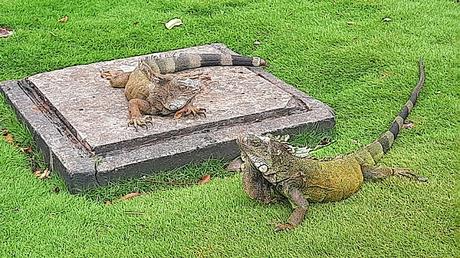 ECUADOR :  GUAYAQUIL Y EL BARRIO DE PEÑAS