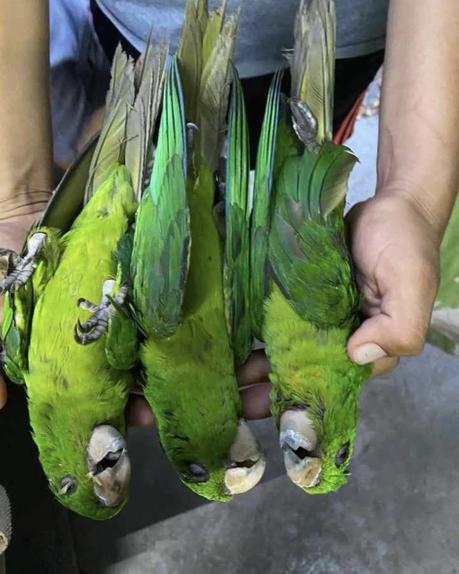 Ola de calor provoca muertes de aves silvestres en Tamaulipas y San Luis Potosí