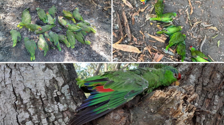 Ola de calor provoca muertes de aves silvestres en Tamaulipas y San Luis Potosí
