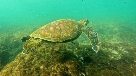 GALAPAGOS:  UNA ISLA LLAMADA ISABELA