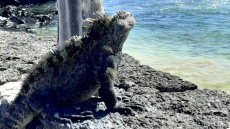 GALAPAGOS:  UNA ISLA LLAMADA ISABELA