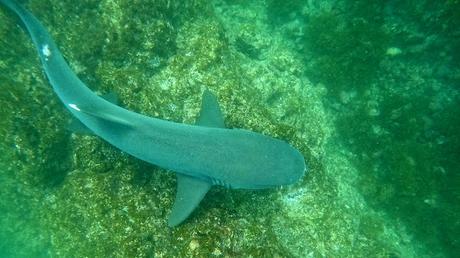 GALAPAGOS:  UNA ISLA LLAMADA ISABELA