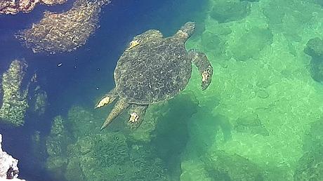 GALAPAGOS:  UNA ISLA LLAMADA ISABELA