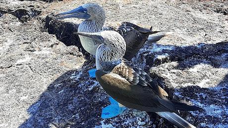 GALAPAGOS:  UNA ISLA LLAMADA ISABELA