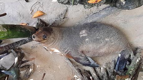 GALAPAGOS:  UNA ISLA LLAMADA ISABELA