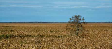 Paisajes en la River Lakes Conservation Area