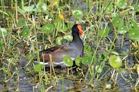 Gallinule