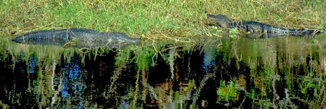 Caimanes a orillas del Saint Johns River