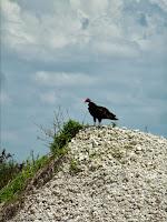 Turkey Vulture