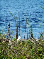White Egret