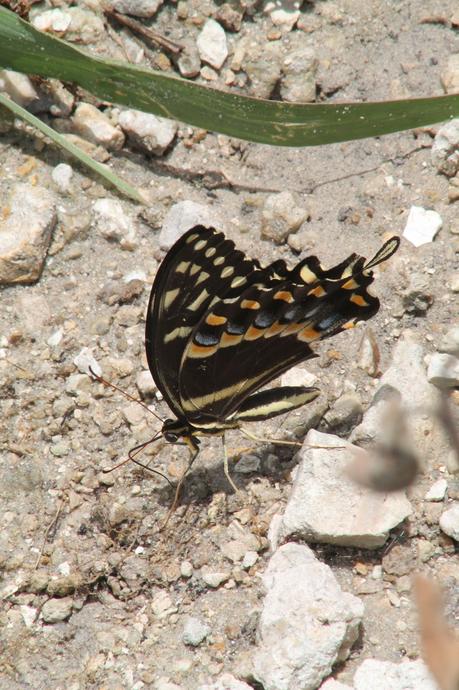 Ruta #84 South Florida Nat'l Cemetery - Sawgrass Recreation Park - Andytown