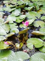 Nenúfares en el rio