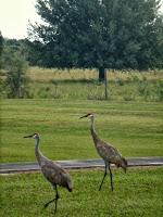 Sandhill Cranes