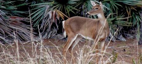 Ciervo de cola blanca