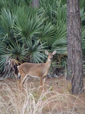 Ciervo de cola blanca