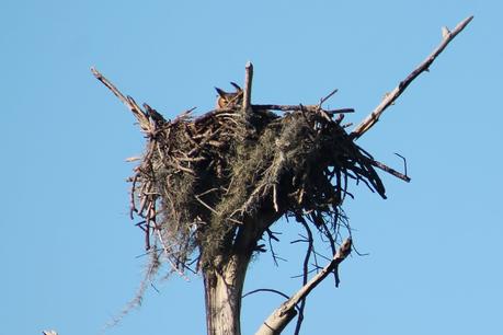 Búho en Aurantia Búho en Aurantia