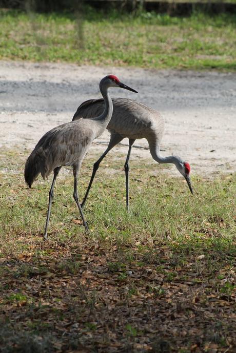 Grullas Grullas