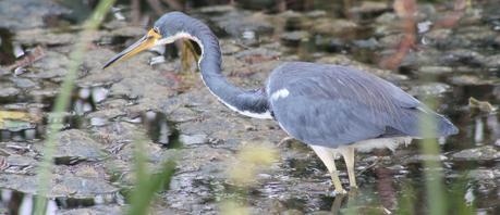 Tricolored Heron (Egretta Tricolor) Tricolored Heron (Egretta Tricolor)