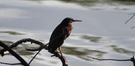 Fauna local Fauna local