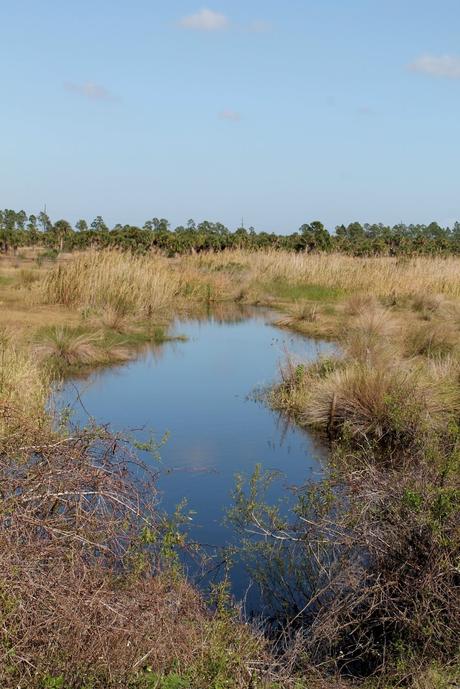 Zonas pantanosas Zonas pantanosas