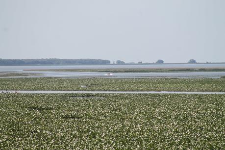 Lake Kissimmee