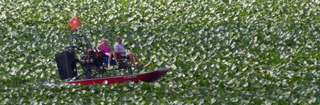 Airboat entre las marismas