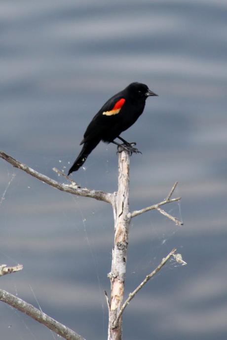 Red-winged Blackbird
