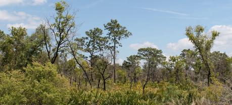 Lake Wales Ridge State Park